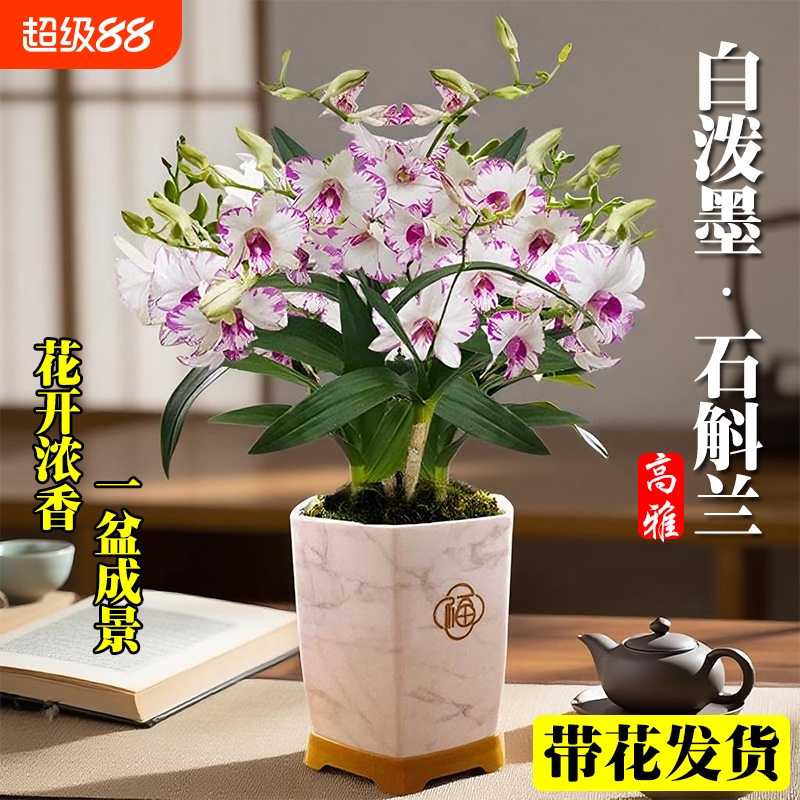 带花苞白泼墨秋石斛兰花苗室内好养可水培绿植盆栽花卉香水客厅