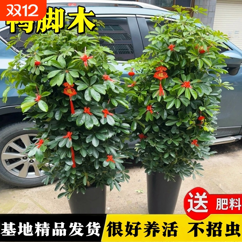 鸭脚木客厅大盆栽绿植八方来财