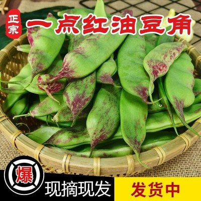 包邮东北油豆角新鲜蔬菜应季蔬菜