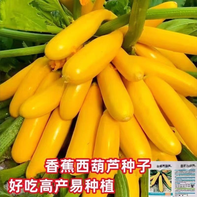 香蕉西葫芦种子水果一年四季黄色水果西葫芦 角易种蔬菜种子大全