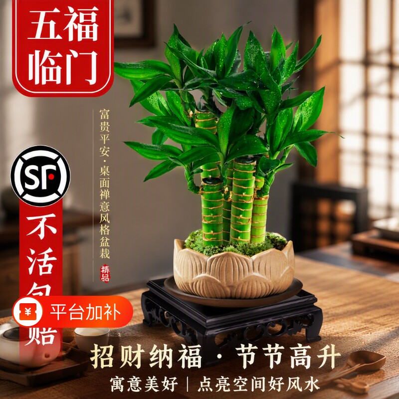 富贵竹植物客厅招财土培文昌竹盆栽盆景竹子绿植桌面小叶花盆室内