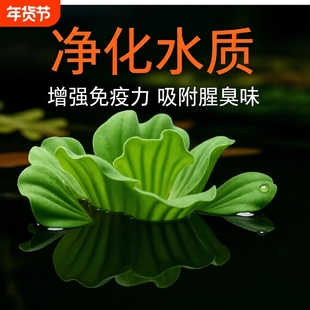 鱼缸浮萍水草套餐大全水培水生绿植碗莲鱼缸植物造景套餐增氧植物