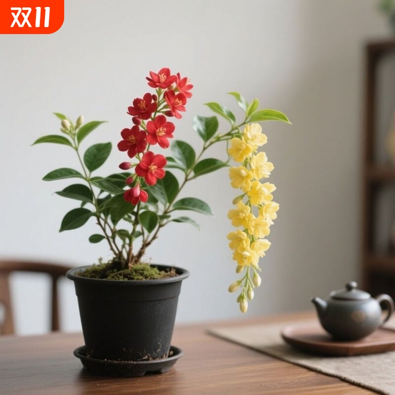 爆花机器小叶双色垂丝茉莉耐热花卉韩国花卉植室内