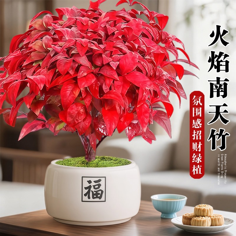 南天竹盆栽客厅招财旺宅室内桌面小绿植物禅意卧室四季火焰氛围,鲜花速递/花卉仿真/绿植园艺,绿植,淘宝优惠券,粉丝福利购,淘宝优惠卷