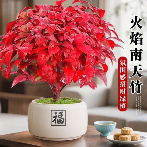 耐寒南天竹盆栽客厅旺宅室内桌面好养植物四季火焰盆景办公桌观叶