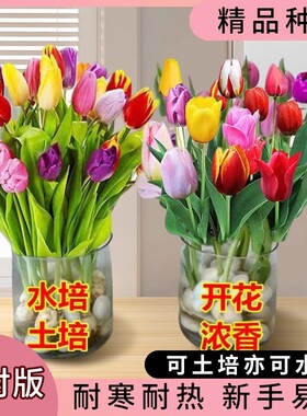 郁金香种球庭院阳台花卉盆栽地载