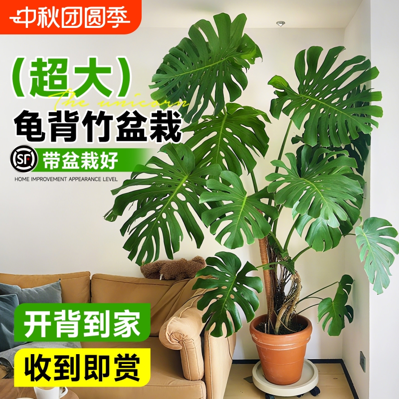 龟背竹客厅大盆栽开背老桩提根
