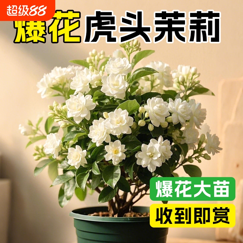 正宗虎头茉莉花盆栽重瓣大
