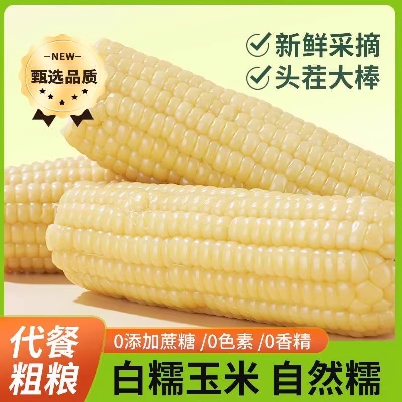头茬东北糯玉米真空包装非转基因白糯玉棒早餐代餐粘玉米熟黏玉米