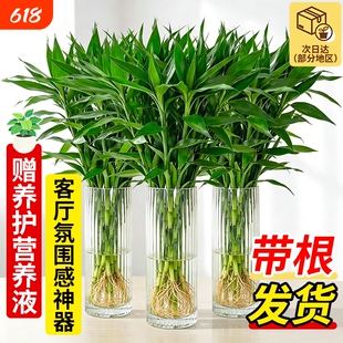富贵竹带根水培植物客厅招财绿植粗壮好养易活开运发财竹子耐阴