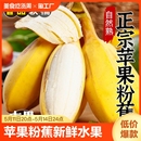 香蕉小芭蕉苹果粉蕉 包邮 水果新鲜自然熟整箱 广西正宗苹果蕉当季