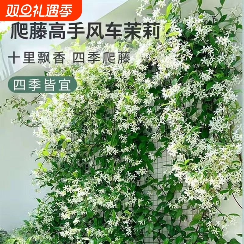 风车茉莉盆栽大苗爬藤蔓花卉耐寒阳台庭院攀援盆栽绿植物四季开花