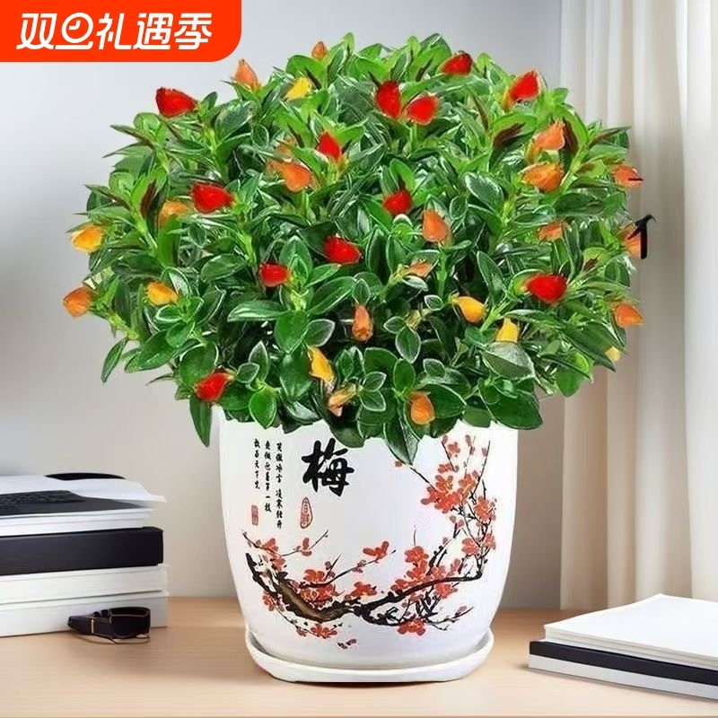 新品金鱼吊兰盆栽室内阳台秋冬好养四季耐寒开花卉绿植物不带花苞