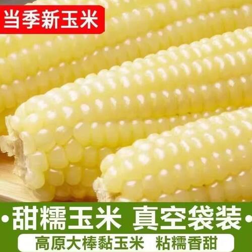 东北白糯玉米甜糯粘玉米棒真空包装黏玉米新鲜粗粮代餐非即食玉米