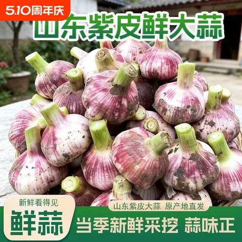 2026鲜蒜正宗山东紫皮大蒜新鲜现挖湿蒜腌制糖醋蒜紫皮嫩蒜当季