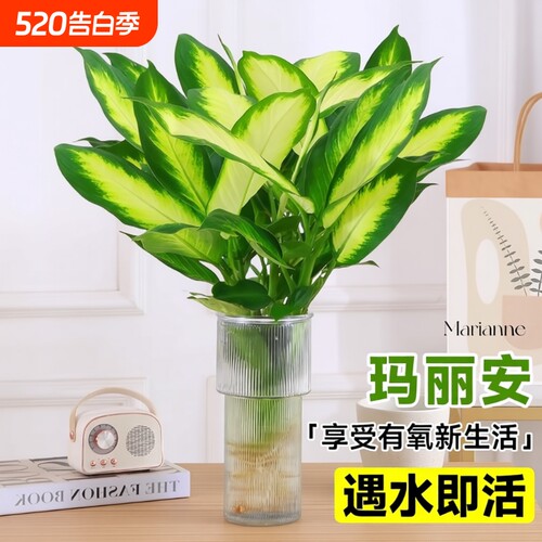 玛丽安水培植物盆栽万年青绿植室内好养富贵竹客厅花卉除甲醛桌面