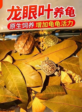 龙眼叶养龟预防腐皮烂甲乌龟造景水族绿色桂圆树叶子调节改善水质