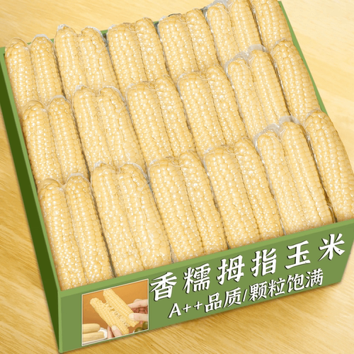 云南西双版纳拇指玉米即食早餐代餐新鲜傣家甜香糯手指小玉米低脂