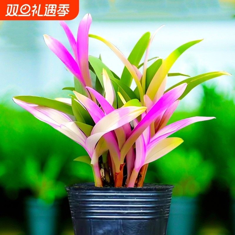 新品七彩香水石斛兰花苗带红芽室内花卉盆栽改善睡眠绿植净化空气