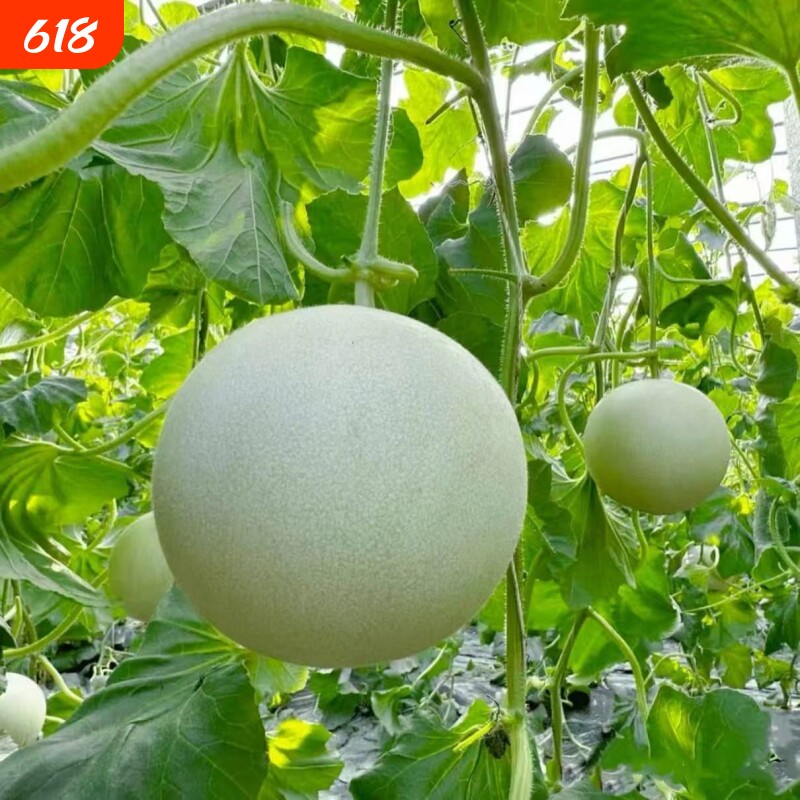 现摘玉菇甜瓜蜜瓜新鲜水果玉茹甜瓜软糯香甜奶香蜜瓜产地批发