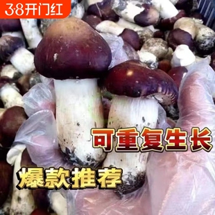 大球盖菇 赤松茸菌包菌种 蘑菇菌包 食用菌菌种家庭蘑菇盆栽阳台