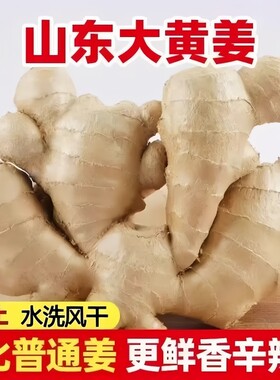 山东水洗风干大姜生姜5斤老黄姜大块优质月子姜现挖新鲜大黄姜