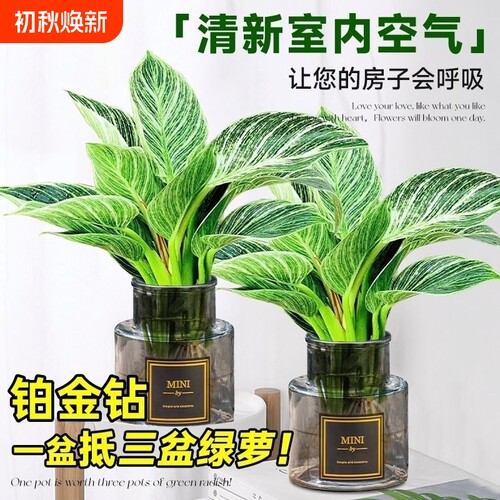 铂金钻水培植物净化空气除甲醛
