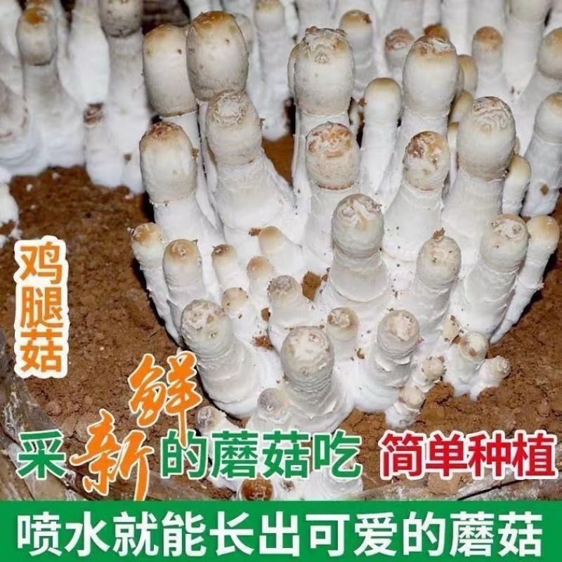 可食用鸡腿菇土培蘑菇种植种子食用菌种菇家庭菌种鸡腿菇新鲜