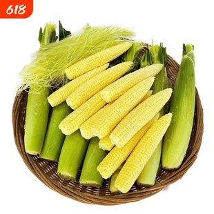 新鲜甜玉米笋迷你玉米芯手指当季鲜蔬菜嫩玉米棒水果玉米3斤包邮