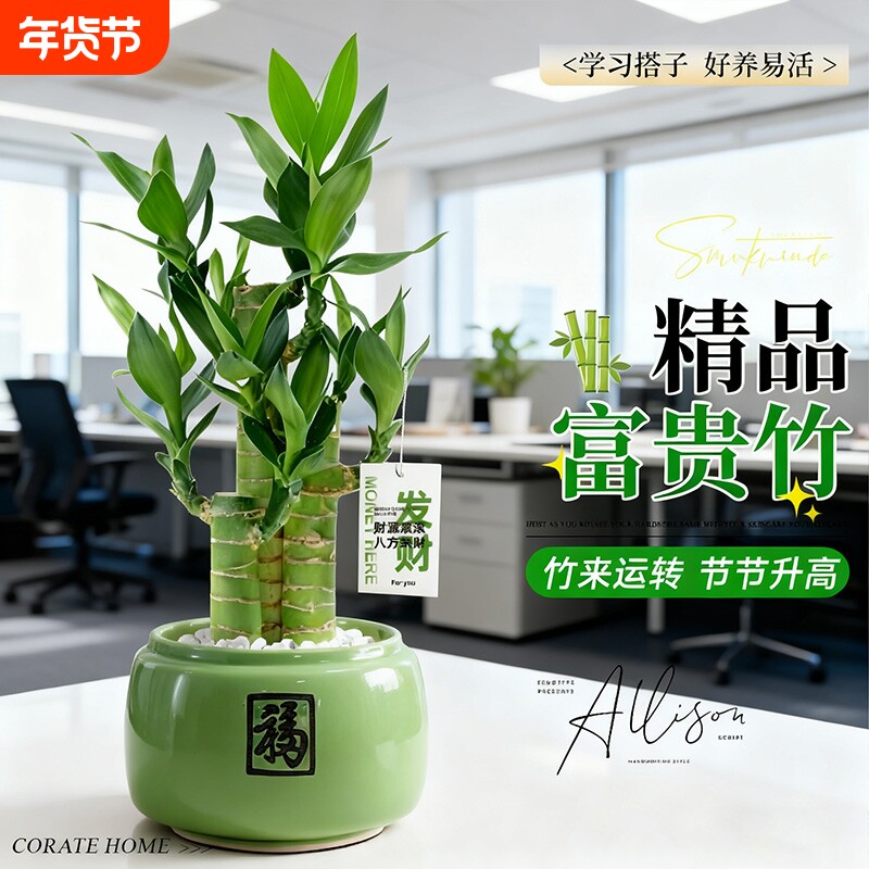 富贵竹盆栽高桌面迷你绿植招财节节高步步文昌竹客厅土培耐阴植物