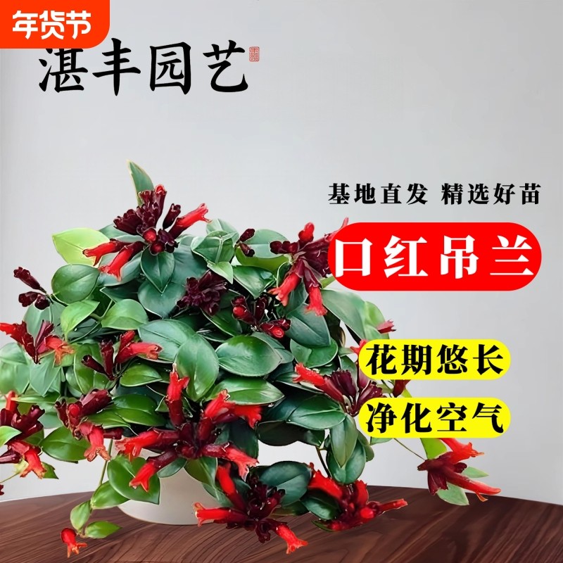 口红吊兰盆栽绿植物阳台室内好养活净化空气花卉垂吊客厅金鱼庭院