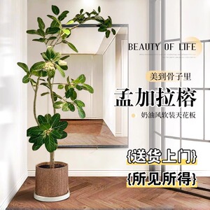 孟加拉榕客厅绿植室内大型盆栽高山榕办公室高级感黄金榕好养植物