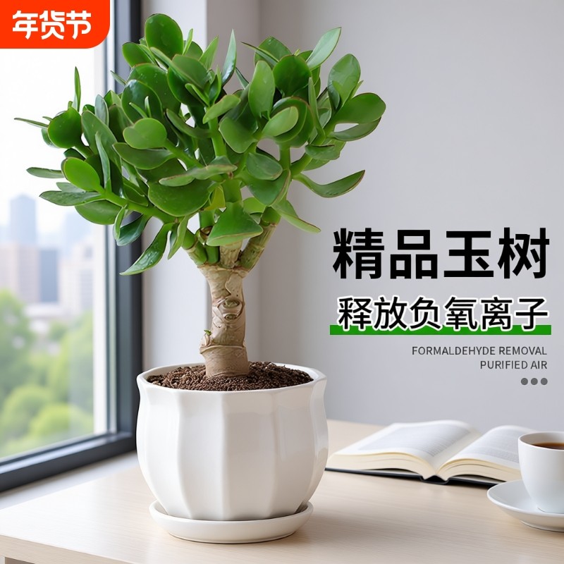 玉树盆栽老桩大叶精品多肉植物室内客厅办公室桌面花卉绿植小盆景,鲜花速递/花卉仿真/绿植园艺,绿植,淘宝优惠券,粉丝福利购,淘宝优惠卷