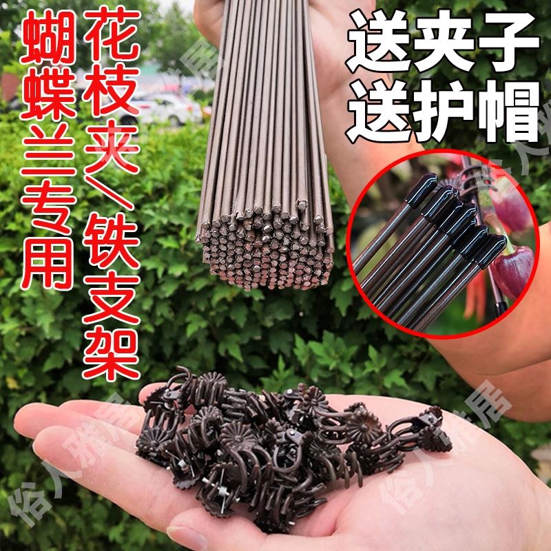 蝴蝶兰支架支撑杆造型架子园艺花卉花枝夹子蔓藤爬藤植物固定夹子