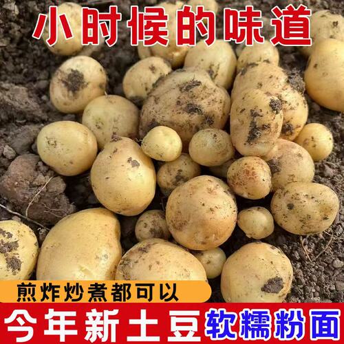 正宗恩施小土豆迷你新鲜