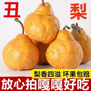 山东中华丑梨烟台太婆梨莱阳现摘啤梨软梨子新鲜当季孕妇老人水果