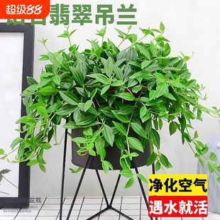 钻石翡翠吊兰盆栽室内耐阴好养活桌面绿植四季常青绿宝石垂吊植物