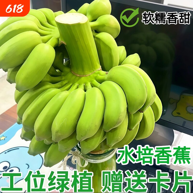 一整串带杆小米蕉观赏办公室水培小香蕉拒绝焦虑芭蕉桌面绿植焦