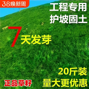 护坡固土草坪草籽四季常青绿化草种子狗牙根草种黑麦草开花多年生
