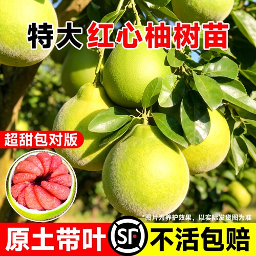 柚子树苗嫁接苗特大果树苗盆栽地栽南方北方都可种植