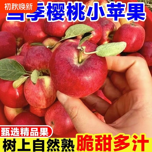 2026现摘樱桃小苹果脆甜多汁新鲜应季水果红苹果孕妇水果整箱批发