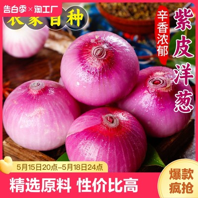 山东紫皮洋葱新鲜5斤蔬菜