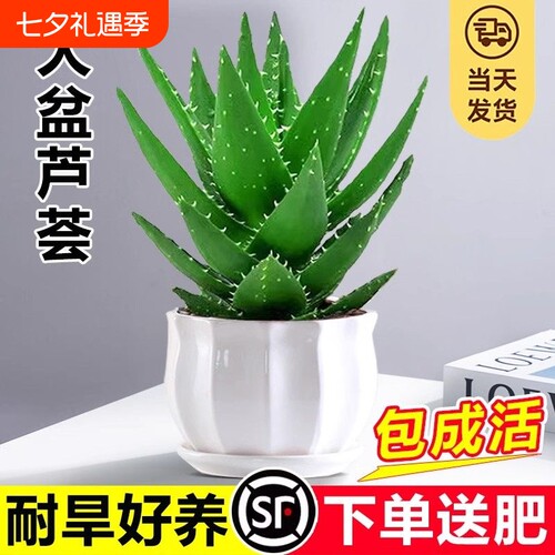 芦荟盆栽大盆室内可水培净化空气绿植仙人掌多肉植物四季好养客厅