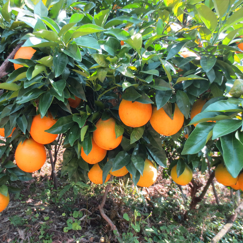 江西赣南脐橙新鲜现摘赣州寻乌手剥甜橙子当季水果香甜多汁包邮,水产肉类/新鲜蔬果/熟食,橙,淘宝优惠券,粉丝福利购,淘宝优惠卷