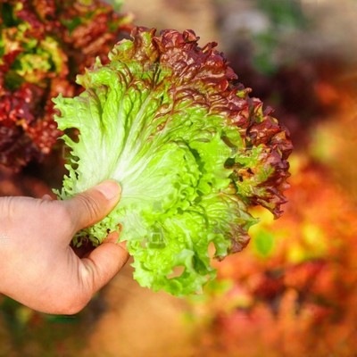 紫生菜种子种籽孑苗四季意大利菜籽籽种蔬菜球孔雀菜春季沙拉木耳