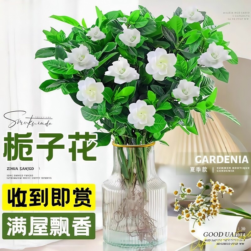 栀子花水培植物盆栽带花苞花卉茉莉花办公室鲜花四季开花室内桌面