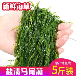 盐渍马尾藻新鲜鞭炮笋海藻长寿菜凉拌火锅食材海带海菜非干货商用