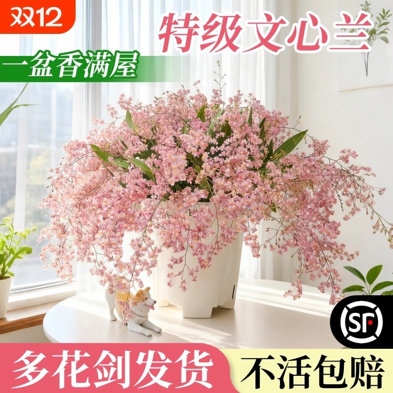 文心兰盆栽带花苞特香兰花冬季耐寒花卉绿植室内年宵花浓香型阳台