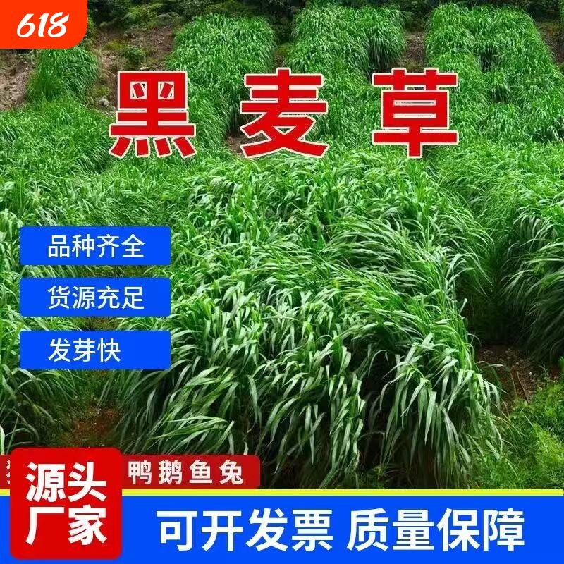 黑麦草种籽子种四季多年生牧草种籽鸡鸭鱼草种子菊苣大叶玉米高产