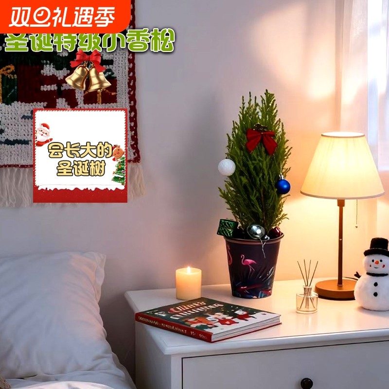 圣诞树小香松盆栽办公室内客厅桌面摆件盆景圣诞装饰植物圣诞礼物